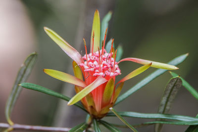 Tropical flower, yellow, pink and green colors