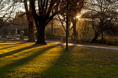 View of bare trees in autumn