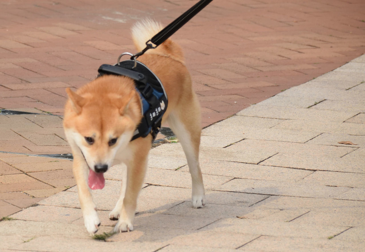 HIGH ANGLE VIEW OF DOG WALKING ON FOOTPATH BY COBBLESTONE