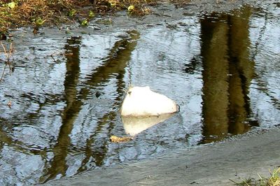 Reflection of trees in puddle