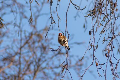 Low angle view of bird perching on branch