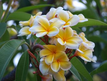 Close-up of yellow flowering plant