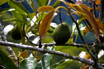 Close-up of fruits on tree