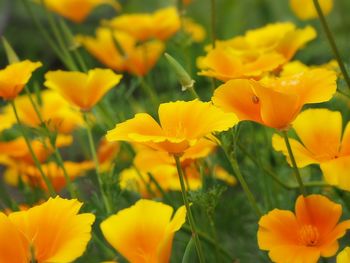 Close-up of yellow flowers blooming outdoors