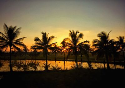 Silhouette of palm trees at sunset