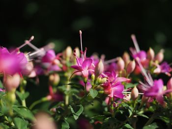 Close-up of pink flowering plant