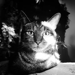 Close-up portrait of cat sitting