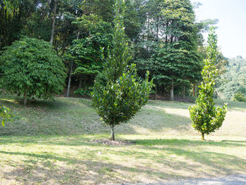 Trees in park