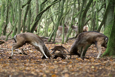 Fallow deer fighting in forest