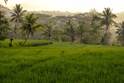 Scenic view of rice field against clear sky