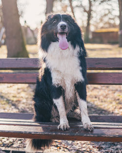 Portrait of dog standing on footpath