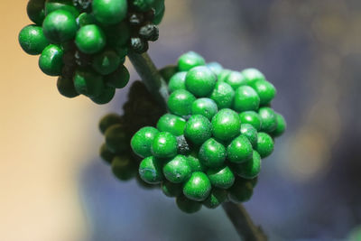 Green berries hanging on branch