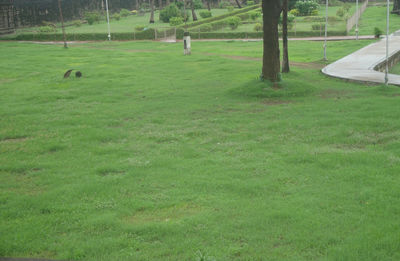 Scenic view of green landscape