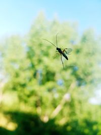 Close-up of insect on flower