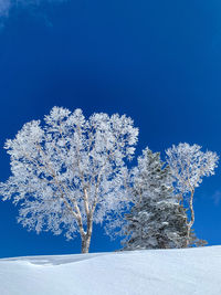 Frozen tree against clear blue sky