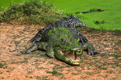 Close-up of lizard on grass