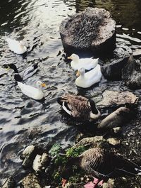 Swan swimming in lake