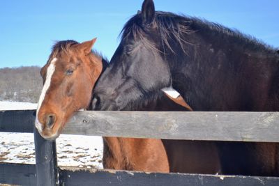 Horse in stable