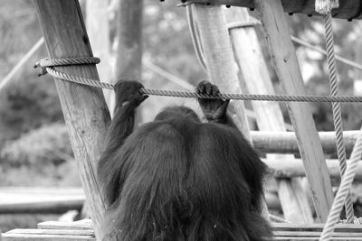 Rear view of orangutan holding rope while sitting on wooden plank at zoo