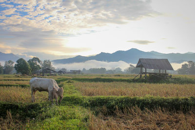 Horses in a field