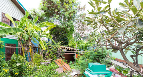 Potted plants in yard against house