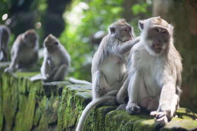 Monkeys sitting on wall