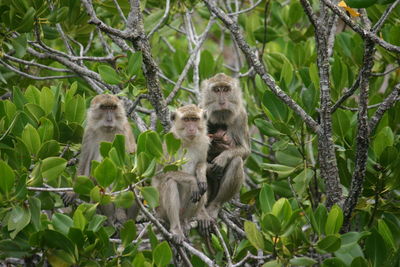 Low angle view of monkey on tree