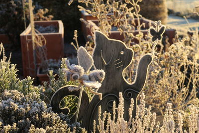 Close-up of cactus plants