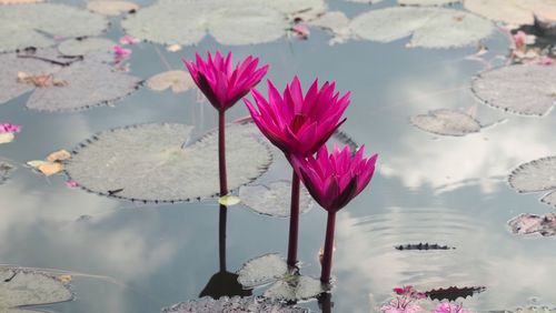 Close-up of pink water lily in lake