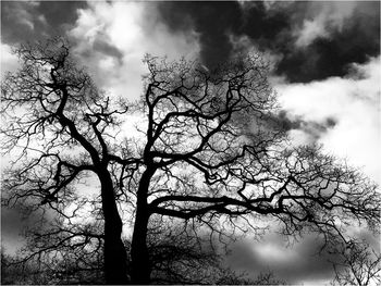 Low angle view of bare tree against sky