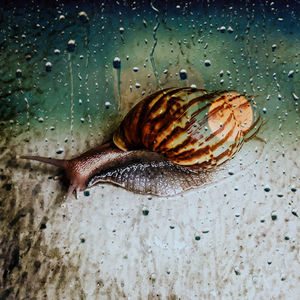 Close-up of snail on wet surface