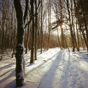 View of trees on snow covered landscape