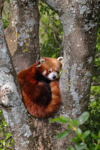 Red panda sitting on tree