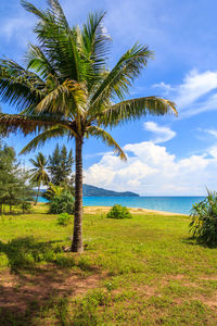 Palm tree by sea against sky