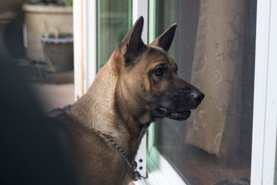 Close-up of dog