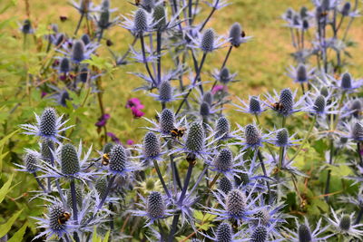 Close-up of purple flowering plants on land