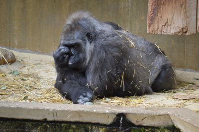 Monkey sitting in a zoo