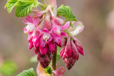 Close-up of pink flowering plant