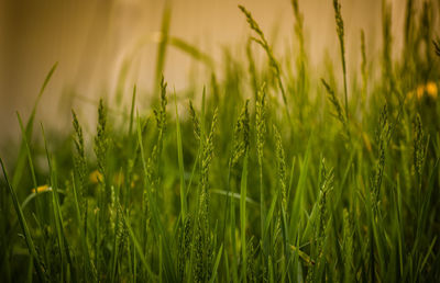 Close-up of wheat field