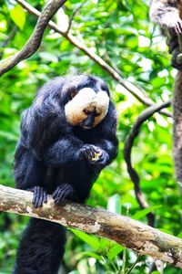 Low angle view of monkey sitting on tree in forest