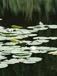 Water lily in lake