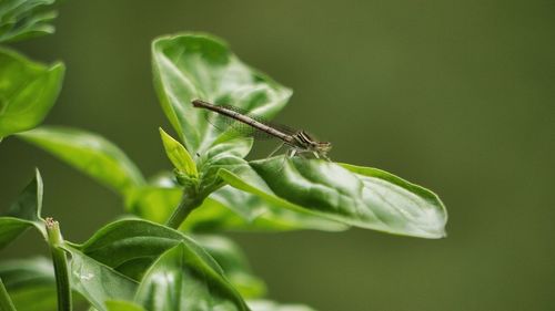 Close-up of insect on leaf