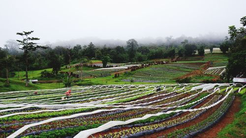 Scenic view of agricultural field against sky