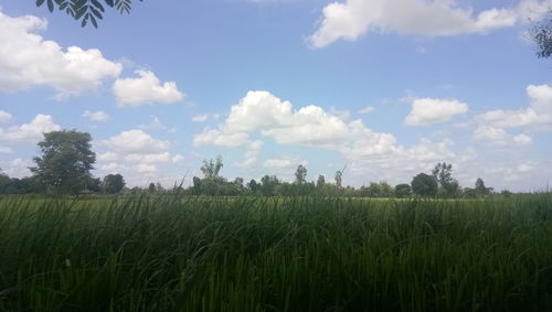 Scenic view of agricultural field against sky