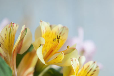 Close-up of insect on yellow flower