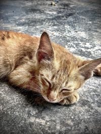 Close-up of cat sleeping