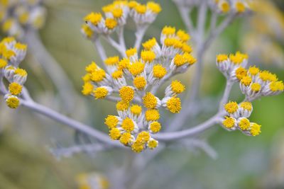 Close-up of yellow flowering plant