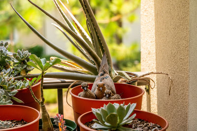 Close-up of potted plant