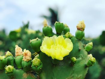 Close-up of yellow flowers