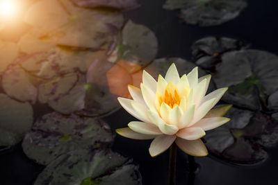 Close-up of water lily in pond